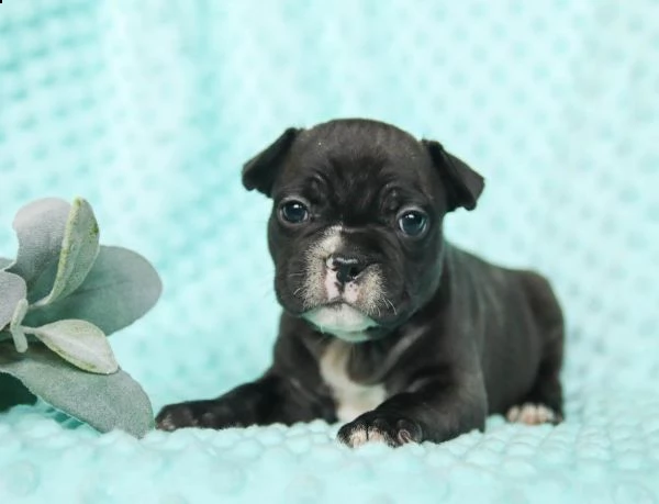 vendita cuccioli bulldog/bouledogue francese con pedigree