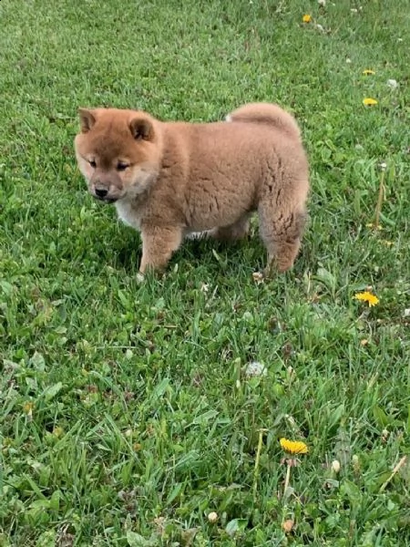 accoppiamento shiba inu per accoppiamento 