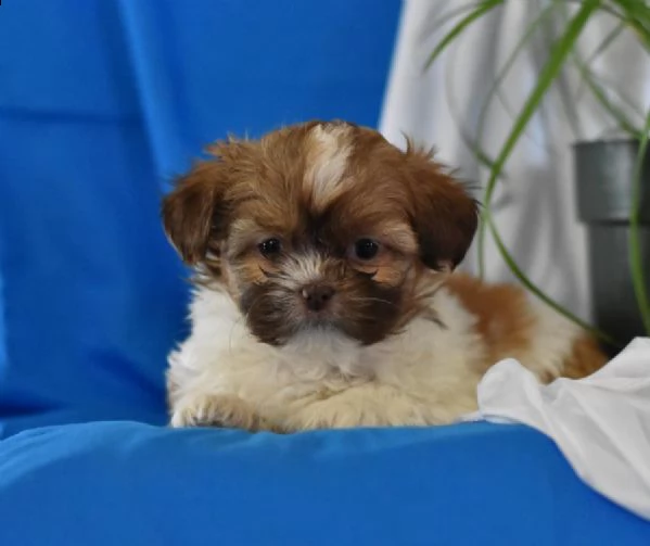 vendita cucciolo cuccioli di shitzu stupendi nati in casa | Foto 1