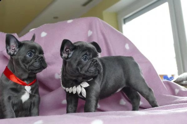 vendita cucciolo bulldog francese