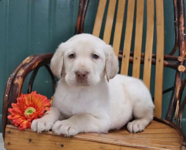 (vendita cucciolo cuccioli di labrador bellissimi neri e miele )