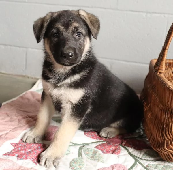 ( vendita cucciolo bellissimi cuccioli di pastore tedesco )