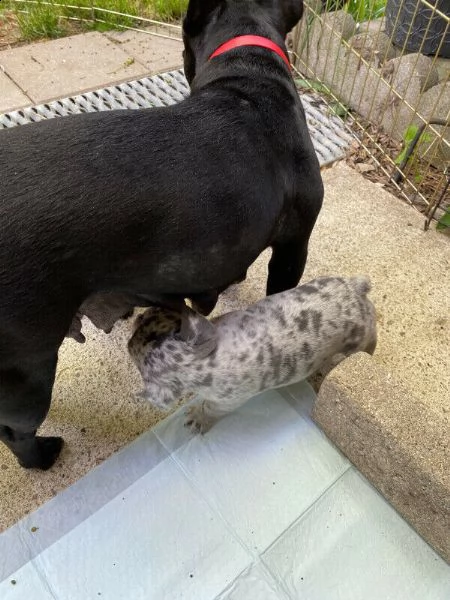 cuccioli di bulldog francesi | Foto 0