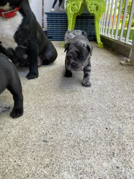 cuccioli di bulldog francesi
