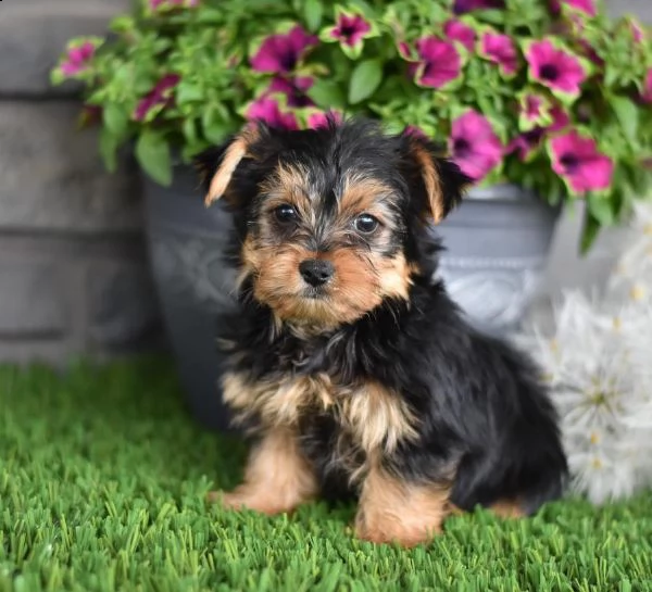 vendita cucciolo yorkshire toy cuccioli neri 