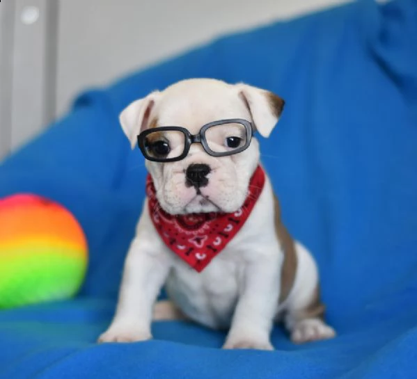vendita cucciolo disponibili splendidi cuccioli di bulldog inglese. | Foto 0