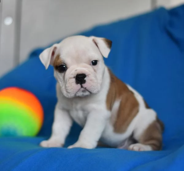 vendita cucciolo disponibili splendidi cuccioli di bulldog inglese.