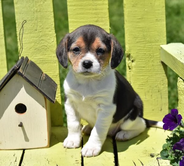 (vendita cucciolo cuccioli di beagle tricolor e bianco arancio ) | Foto 0
