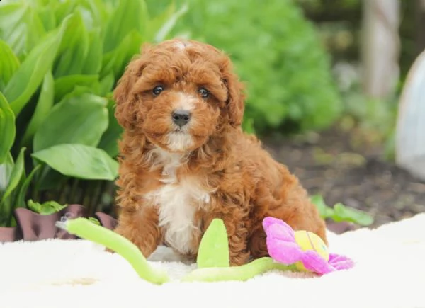 (cerco cucciolo cerchiamo barboncino toy o nano femmina color rosso o albicocca) | Foto 0