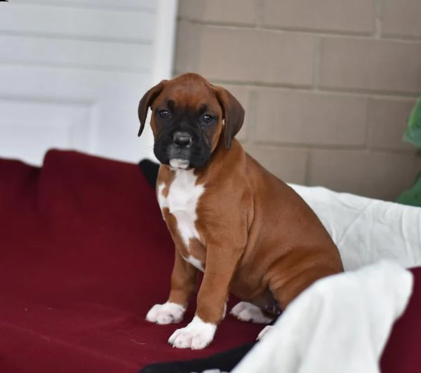 (vendita cucciolo boxer cuccioli con pedigree) | Foto 0