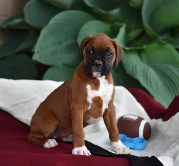 (vendita cucciolo boxer cuccioli con pedigree)