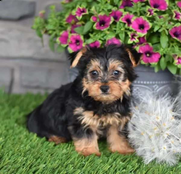 (vendita cucciolo cuccioli di yorkshire mini toy fantastici e piccoli) | Foto 0