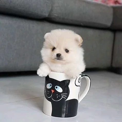 regalo  volpino pomerania mini toy 