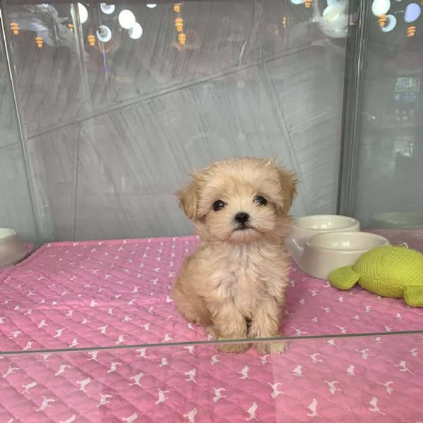 regalo maltese toy&&** | Foto 0