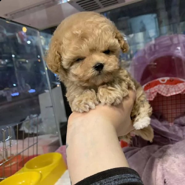  regalo barboncino toy,,,,,...... | Foto 0