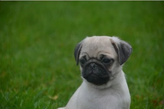 regalo carlino cuccioli toy | Foto 0
