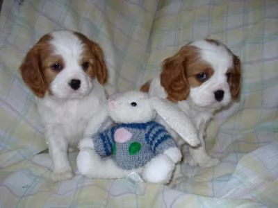 cavalier king cuccioli bicolore