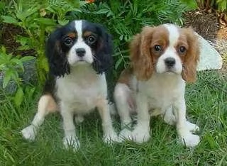 regalo bellissimi cavalier king charles spaniel maschi