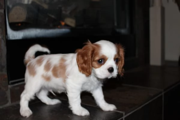 regalo cuccioli di cavalier king