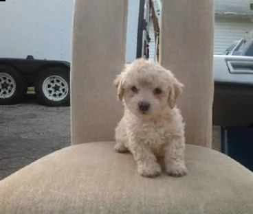 cerco barboncino mini toy maschio