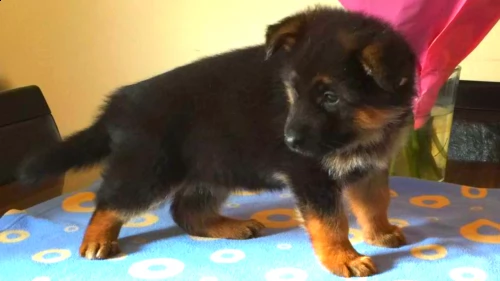 regalo cuccioli di pastore tedesco