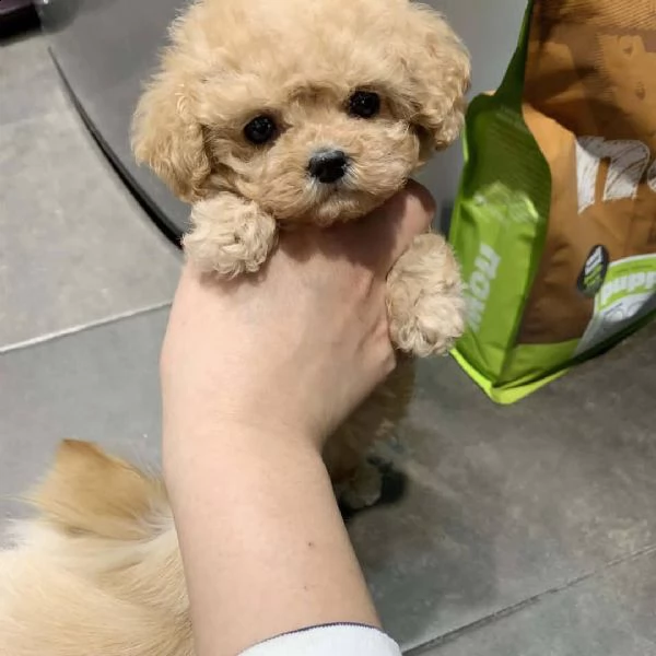 regalo barboncino;;;;;;