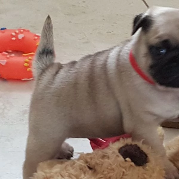 2 carlino   maschio e femmina