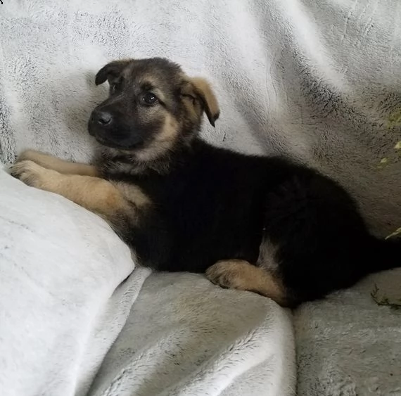  regalo pastor tedesco