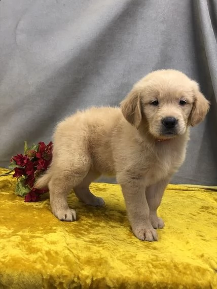 regalo golden retriever 