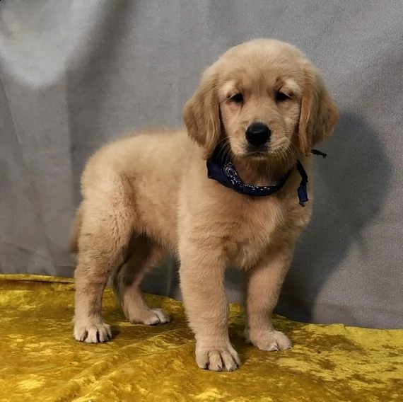 regalo golden retriever  | Foto 0