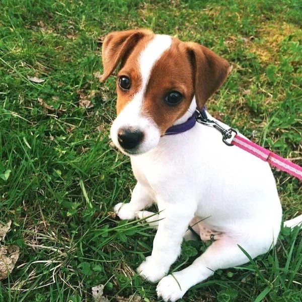 regalo jack russel