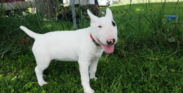 regalo bull terrier