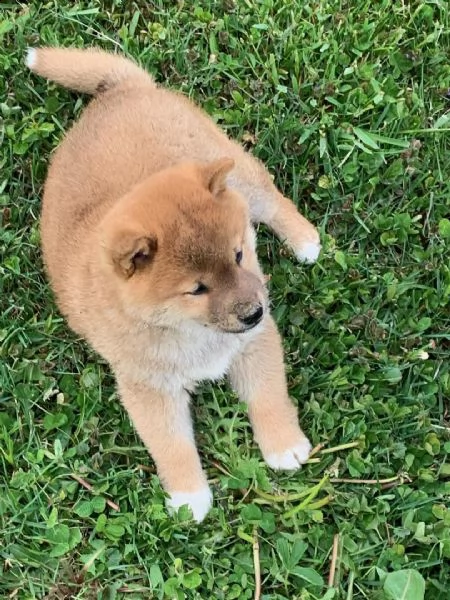 (regalo salve sarei interessata all'adozione di un cucciolo shiba inu) | Foto 0
