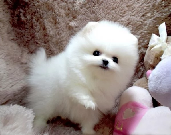 dolcissimi volpini di pomerania