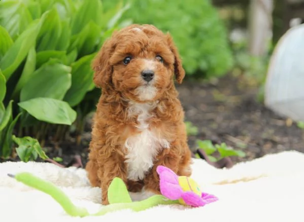cerco cucciolo cerchiamo barboncino toy o nano femmina color rosso o albicocca