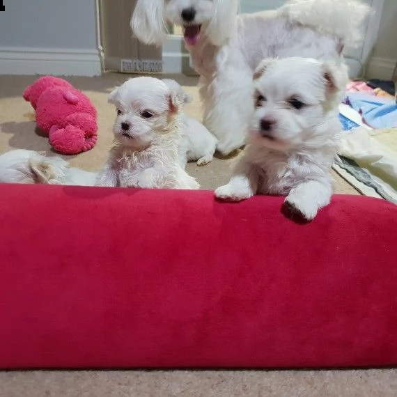 cuccioli di maltese mini toy | Foto 0