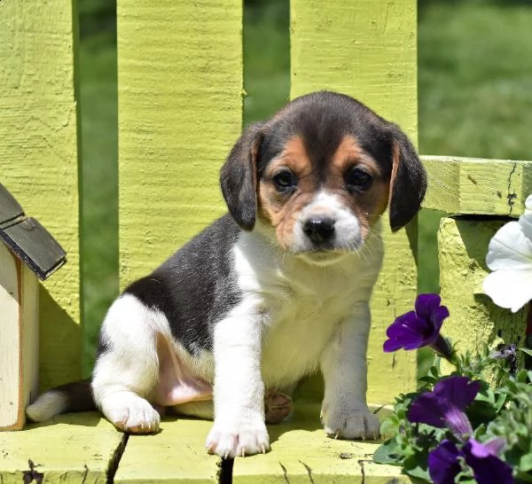 [at]vendita cucciolo cuccioli di beagle tricolor e bianco arancio 