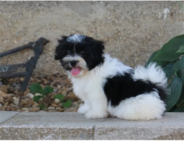 cuccioli adorabili maschii e femminili di shih tzu | Foto 0