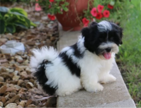 cuccioli adorabili maschii e femminili di shih tzu