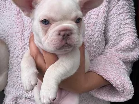 bulldog francese