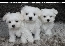 cuccioli maltesi super adorabili