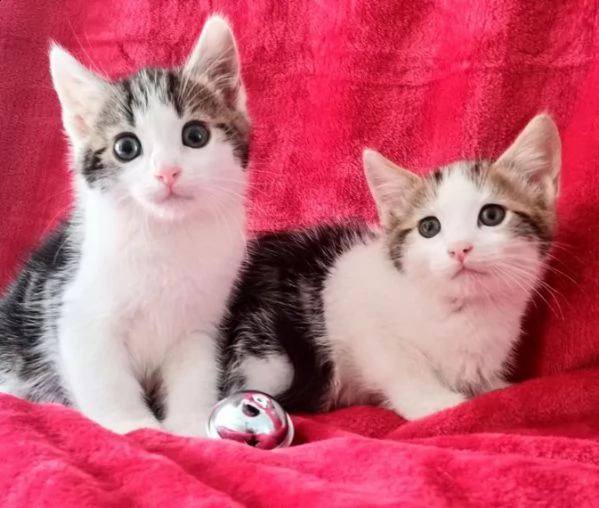 2)due splendidi gattini norvegese delle foreste