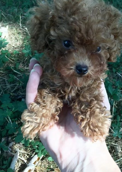 regalo barboncino | Foto 0