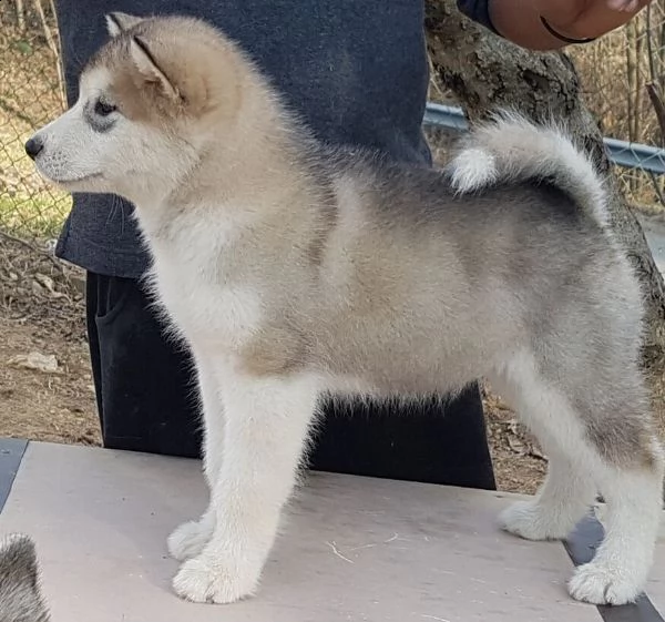 alaskan malamute cuccioli maschio e femmina