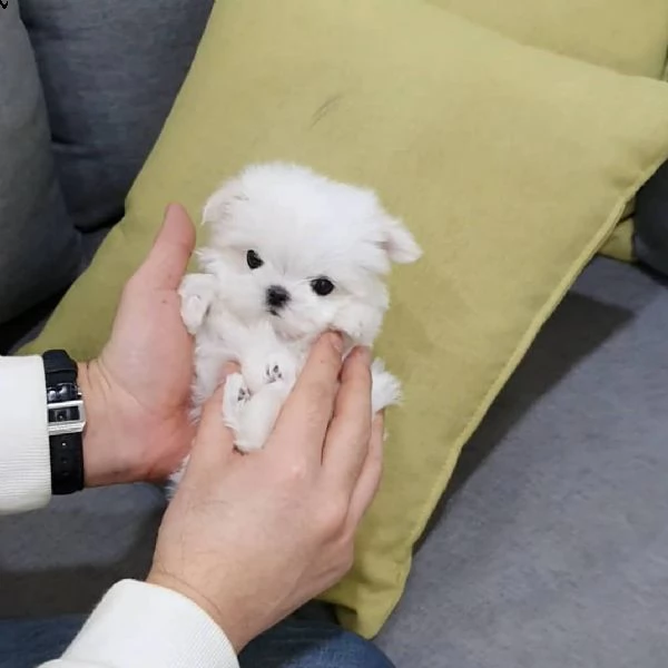 regalo maltese | Foto 0