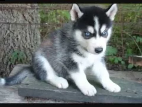 regalo cuccioli di siberian husky 