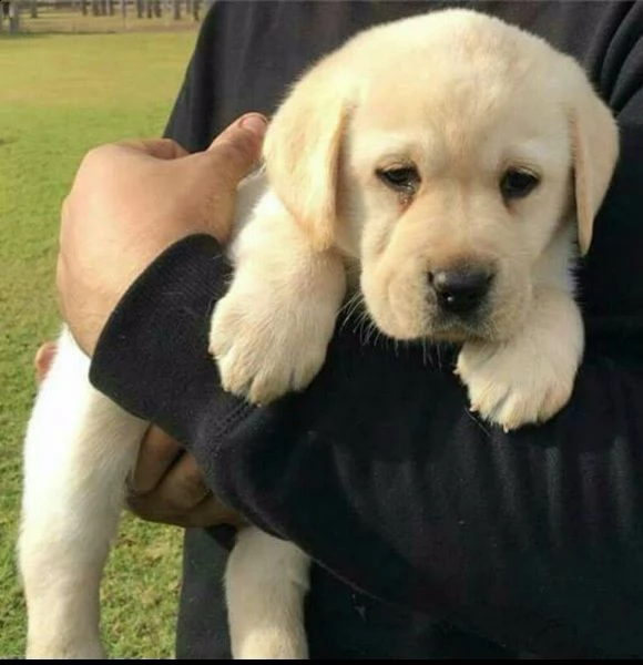cuccioli di labrador. abbiamo un maschio e due femmine