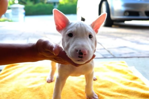 regalo cuccioli di pinscher 