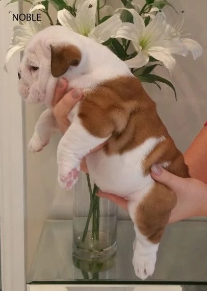 regalo bulldog inglese cuccioli disponibili