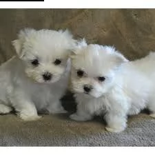 cuccioli maltesi simpatici e sani disponibili